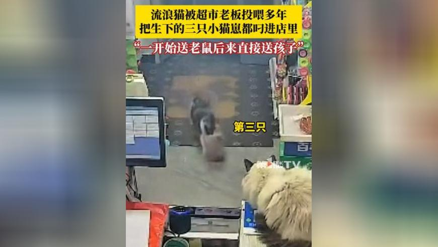 刚果金不明原因疫情致50多人死亡,澳门123720网站资料查询,国产化作答解释落实_高级版V8.53